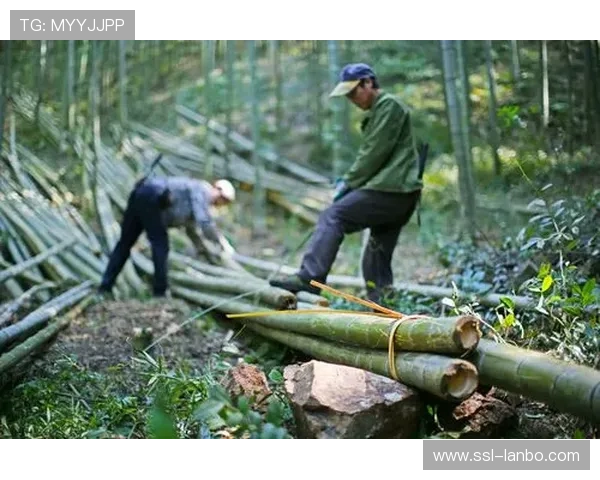 斯巴达勇士赛莫干山站增设“毛竹搬运”特色障碍